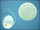 ULTRA 36O1514 14-LED 0,7W 15C ORANGE