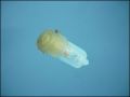 LAMP Ф 3,5mm L8,5mm 12V WARM WHITE