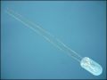 LAMP Ф 3mm L6mm 3V WARM WHITE