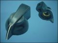 KNOB PTK-19 BLACK 32x19,5mm L16mm FOR POT ф6mm