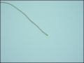 PVC ШЛАУХ Ф 1,0x3,0mm